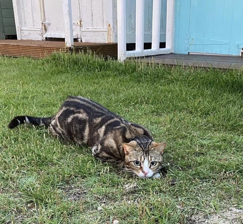 Max the tabby has 6,000 fans, his own calendar and a habit of climbing into cars