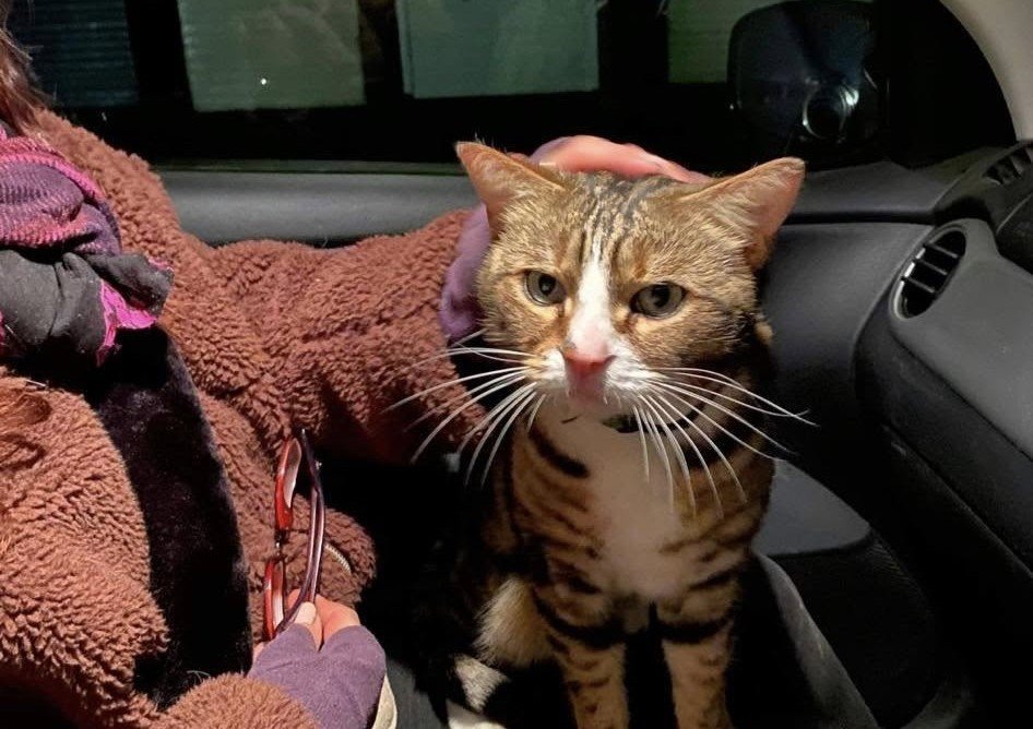 Max the tabby has 6,000 fans, his own calendar and a habit of climbing into cars