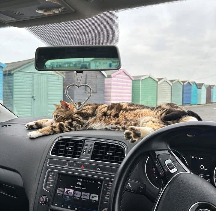 Max the tabby has 6,000 fans, his own calendar and a habit of climbing into cars
