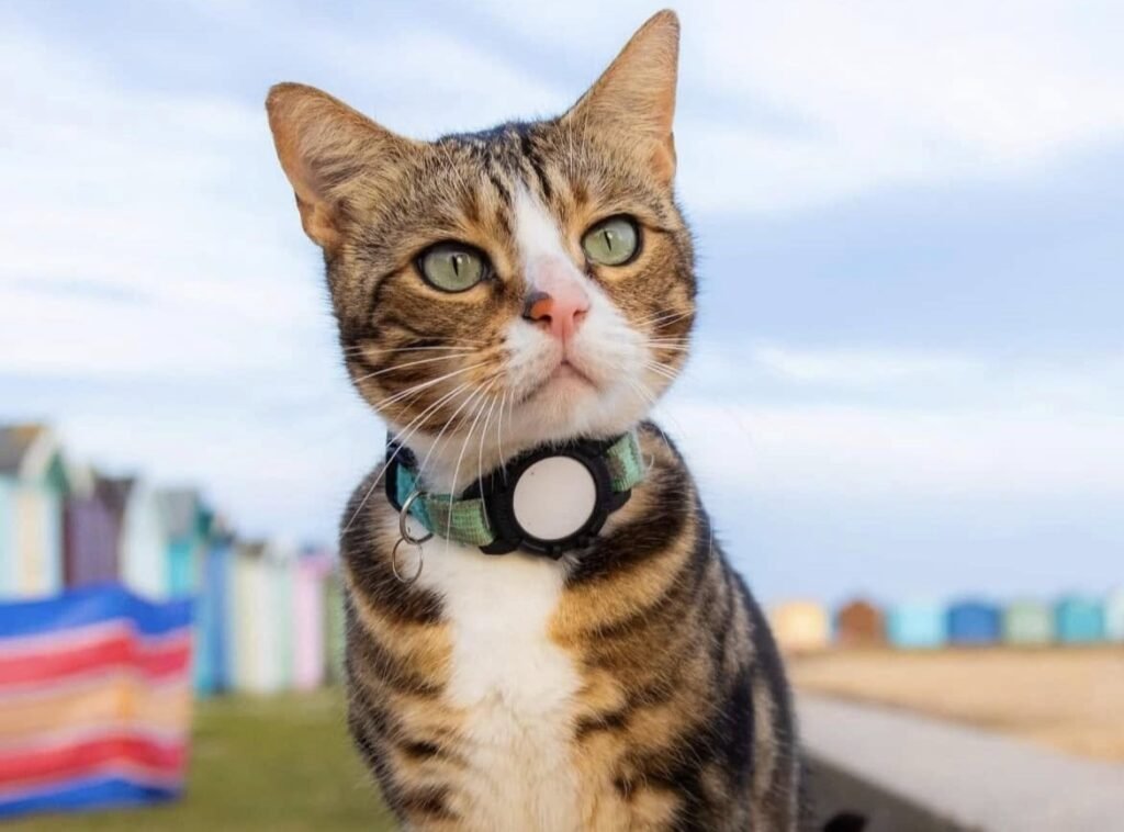 Max the tabby has 6,000 fans, his own calendar and a habit of climbing into cars