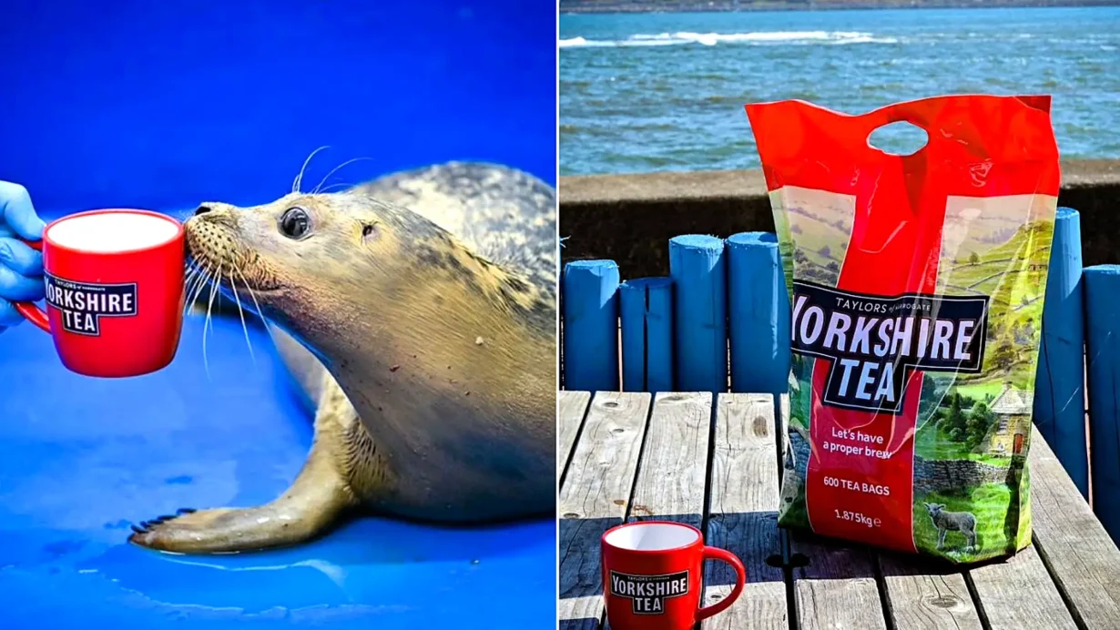 Frank Ocean the seal pup was found alone on Redcar beach with an eye infection