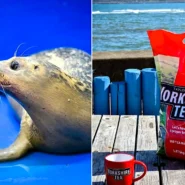 Frank Ocean the seal pup was found alone on Redcar beach with an eye infection