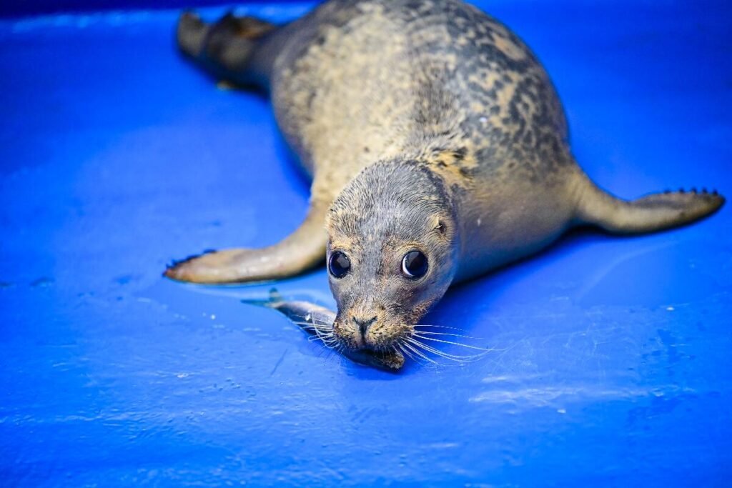 Frank Ocean the seal pup was found alone on Redcar beach with an eye infection
