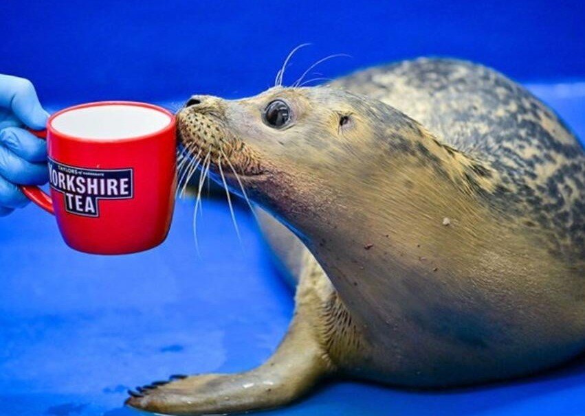 Frank Ocean the seal pup was found alone on Redcar beach with an eye infection