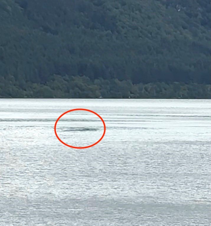 A 1.6km stretch of Loch Ness shoreline is on the market for £95,000, complete with salmon fishing rights, gravel beaches and Nessie sighting potential