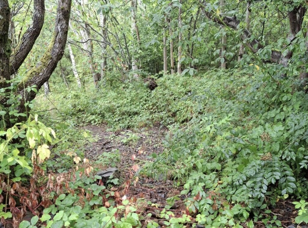 A 1.6km stretch of Loch Ness shoreline is on the market for £95,000, complete with salmon fishing rights, gravel beaches and Nessie sighting potential