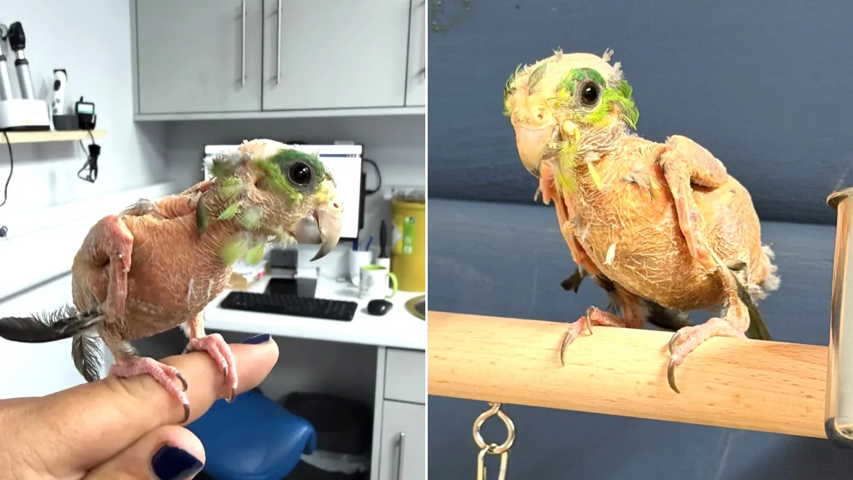 Steve the featherless parrotlet stumped animal experts after tests came back clear