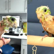 Steve the featherless parrotlet stumped animal experts after tests came back clear