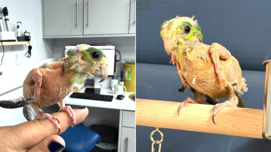 Steve the featherless parrotlet stumped animal experts after tests came back clear