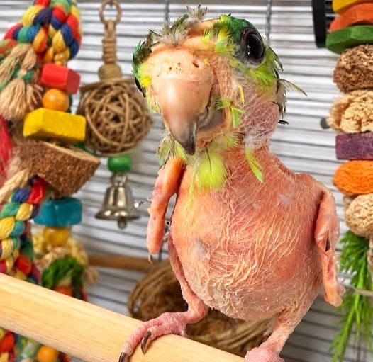 Steve the featherless parrotlet stumped animal experts after tests came back clear