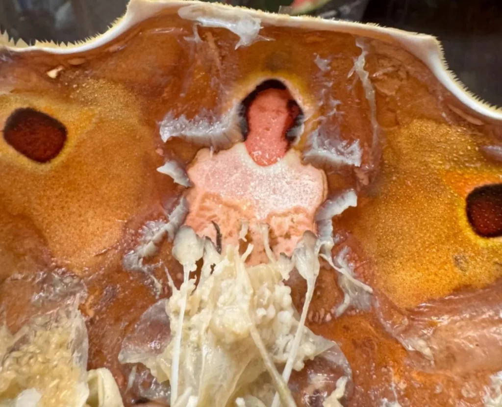 A Chinese diner spotted Jesus Christ's figure on a crab shell's innards during dinner. The viral discovery sparked religious jokes and widespread online amusement.