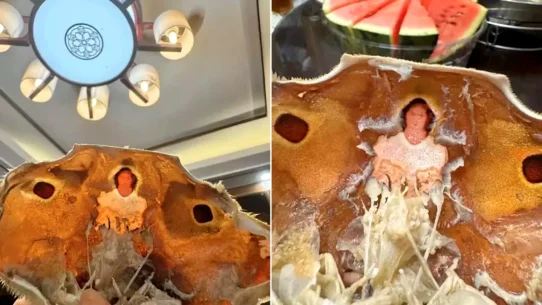 A Chinese diner spotted Jesus Christ's figure on a crab shell's innards during dinner. The viral discovery sparked religious jokes and widespread online amusement.
