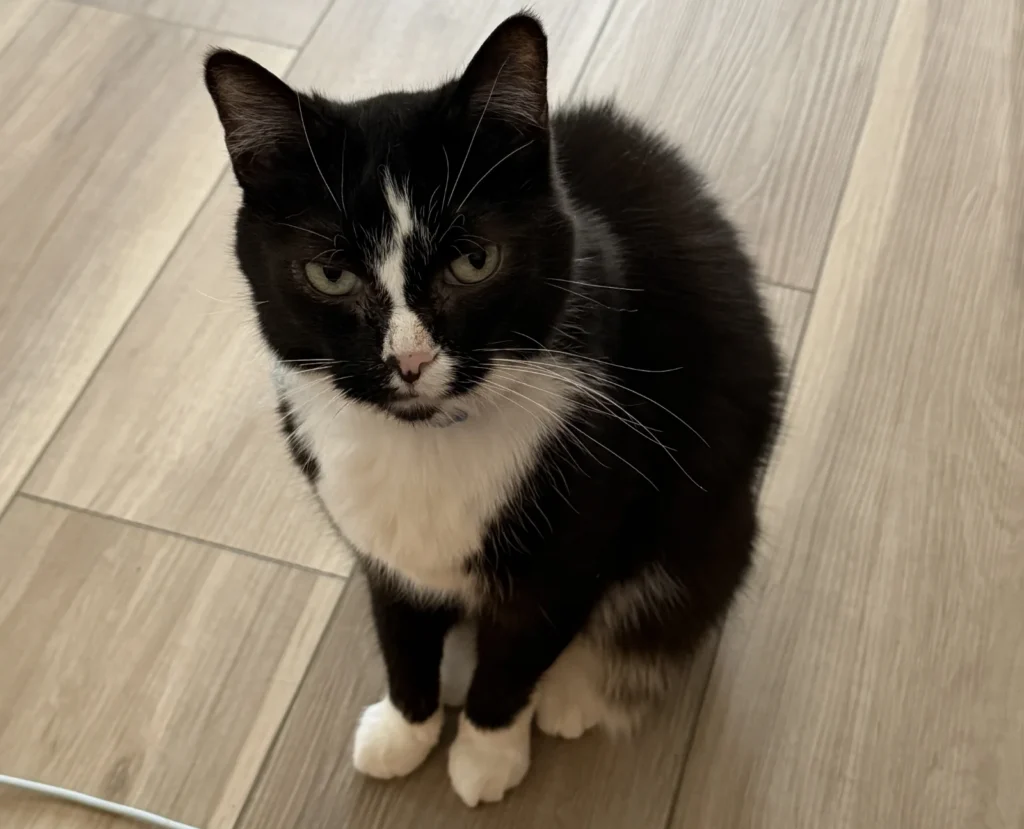 Black and white cat with striking eyes standing on wooden floor