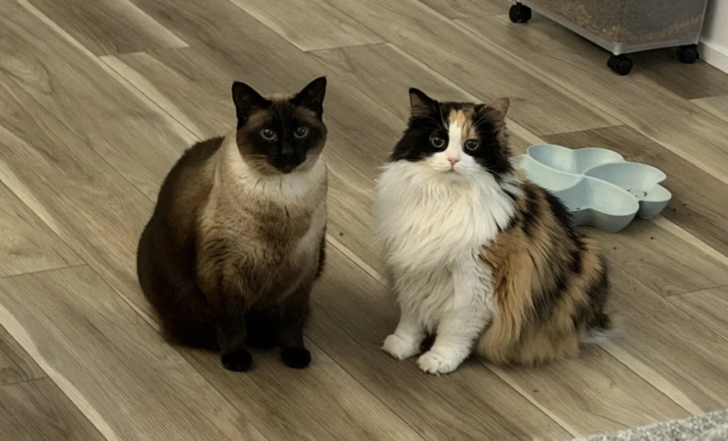 Two cats sitting on wooden floor, one dark and one white and brown
