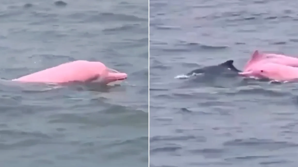 Pink dolphin leaping in waves and swimming alongside a grey dolphin pod member.