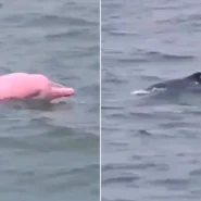 Pink dolphin leaping in waves and swimming alongside a grey dolphin pod member.