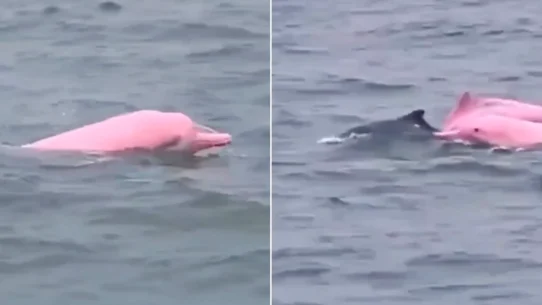 Pink dolphin leaping in waves and swimming alongside a grey dolphin pod member.